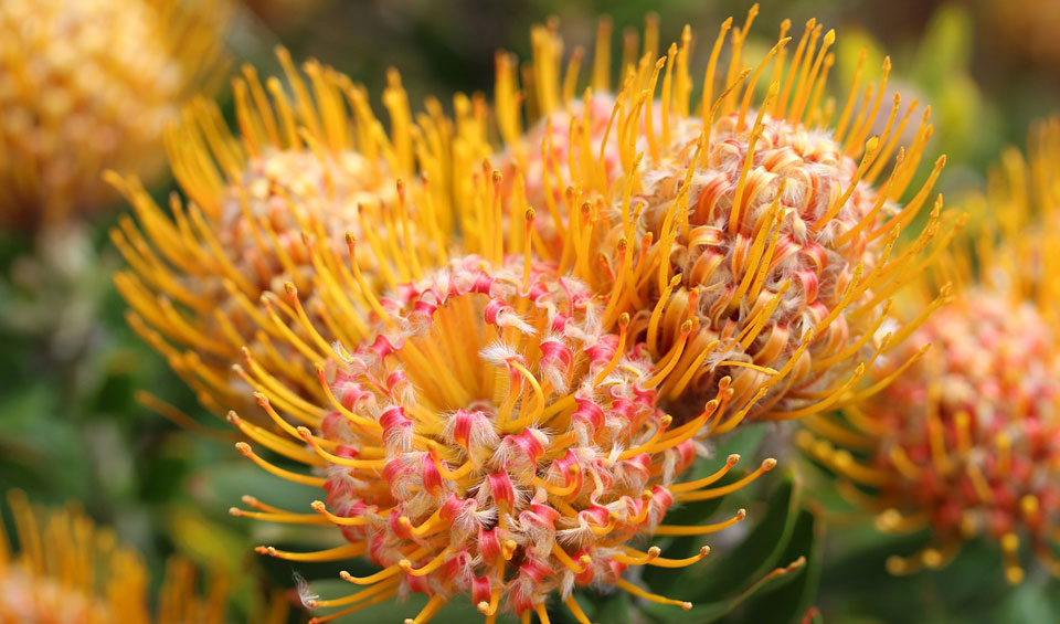 Leucospermum cordifolium naranja