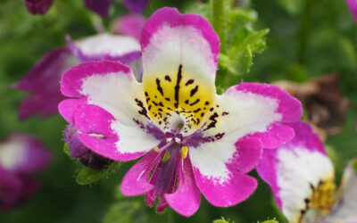 Schizanthus wisetonensis