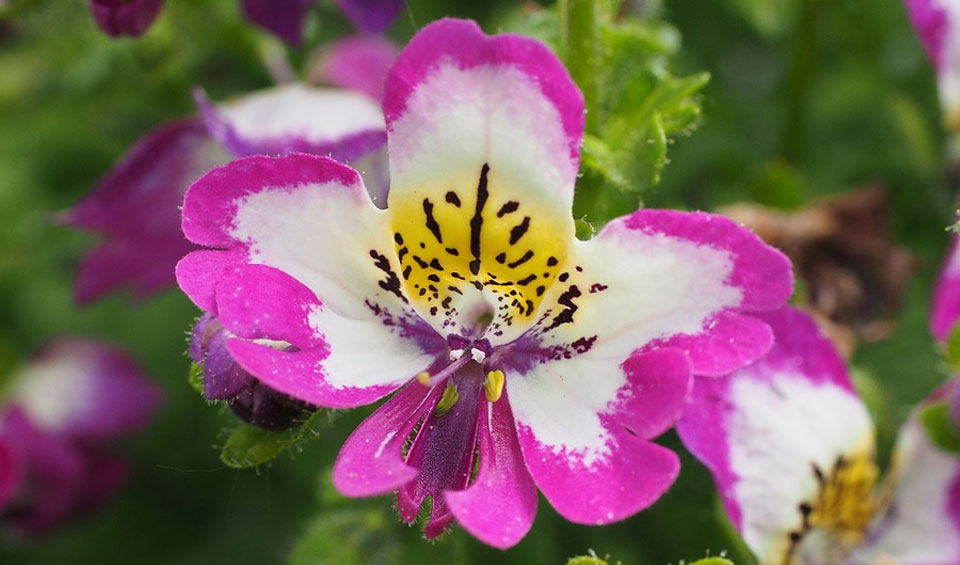 Schizanthus wisetonensis, flor fucsia