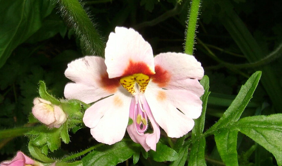 Schizanthus wisetonensis, flor