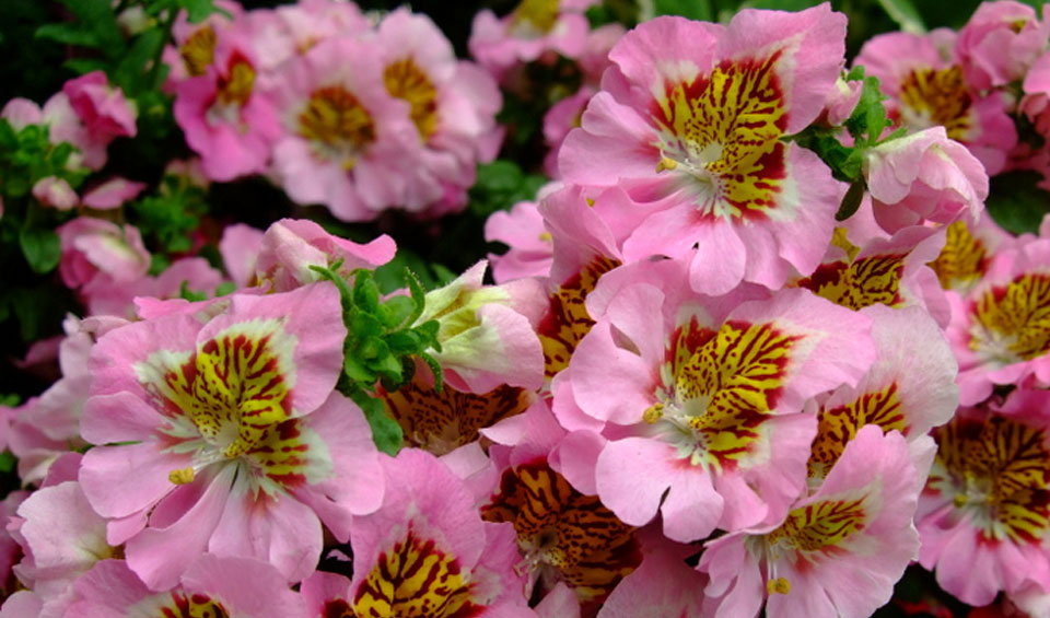 Schizanthus wisetonensis en rosa