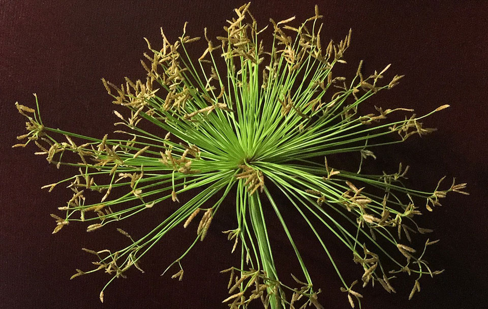 Floración del Cyperus papyrus