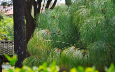 Cyperus papyrus o Papiro