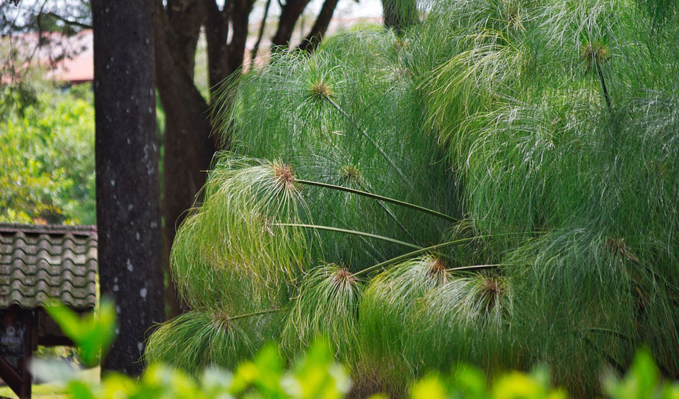 Cyperus papyrus en el jardín