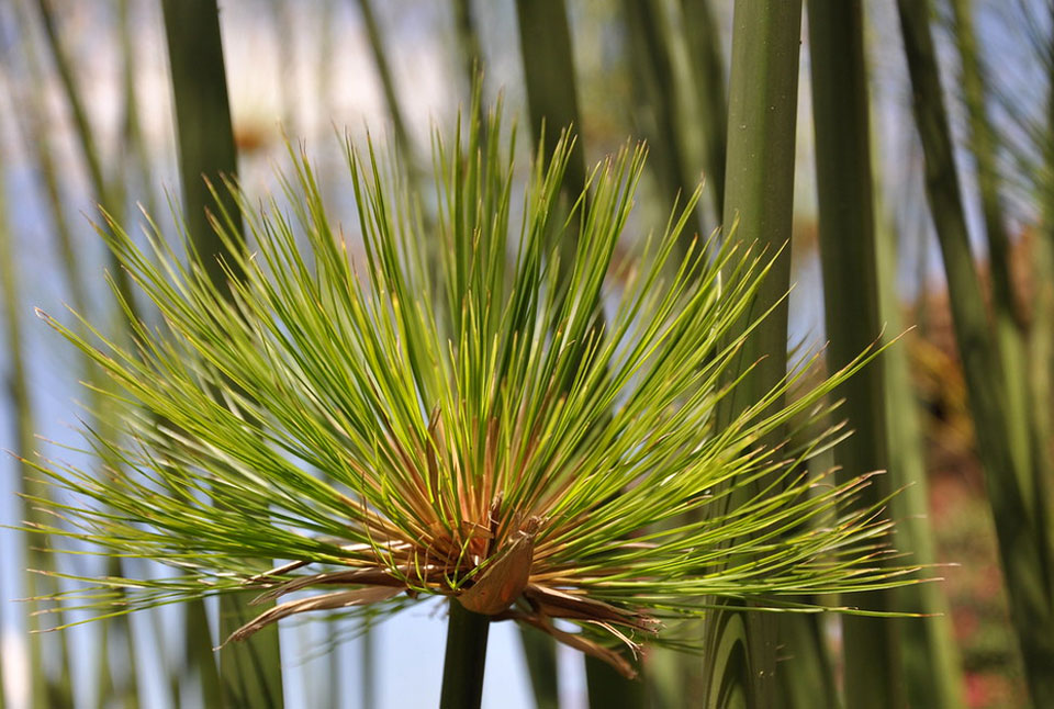 Hojas de Cyperus papyrus