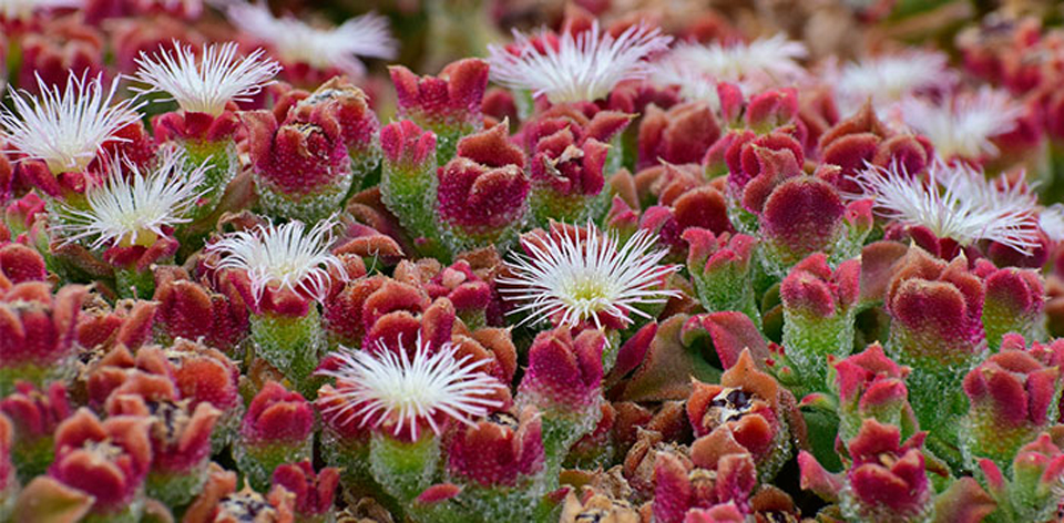 Mesembryanthemum crystallinum o planta de hielo