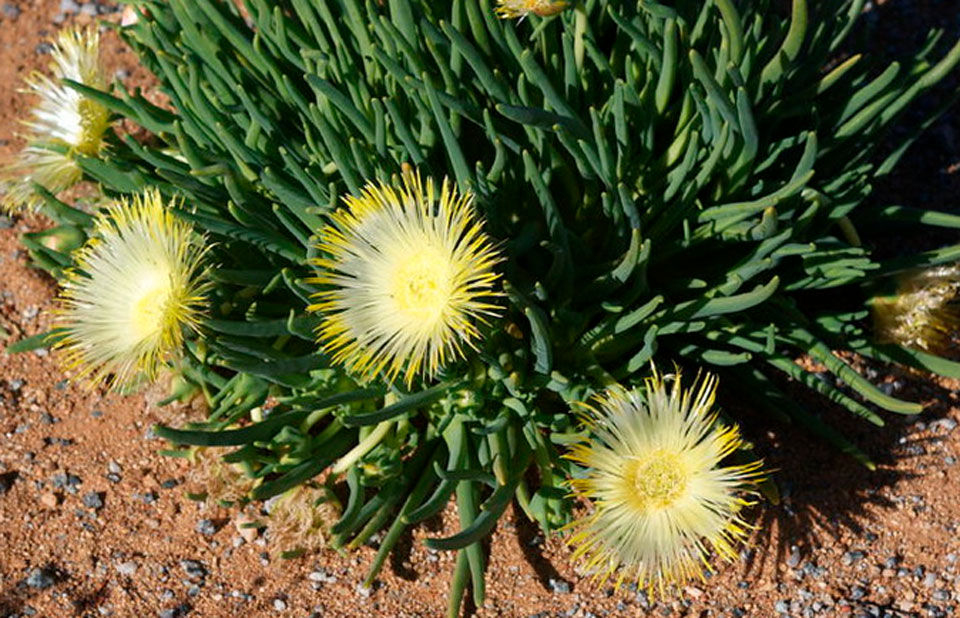 Lampranthus amarillo