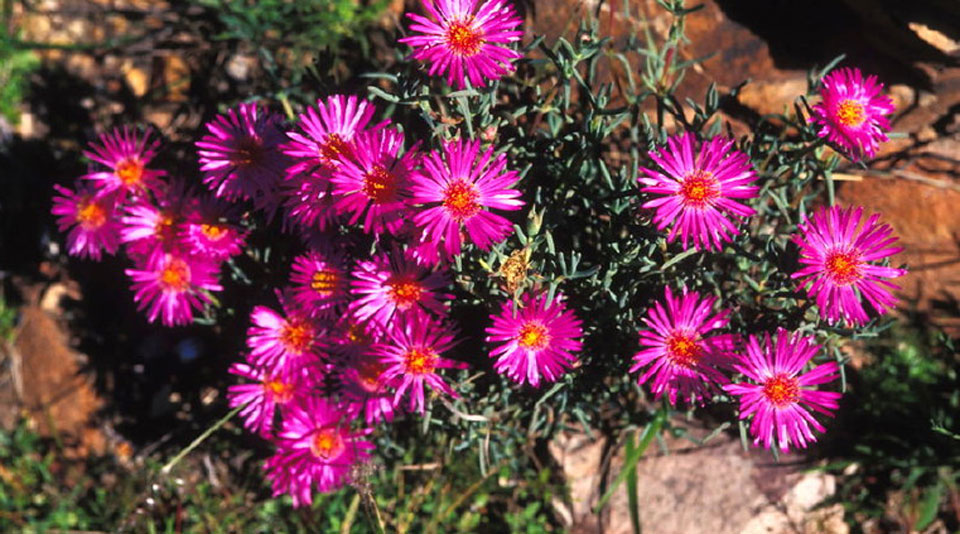 Lampranthus de flor rosa