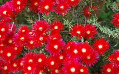 Lampranthus