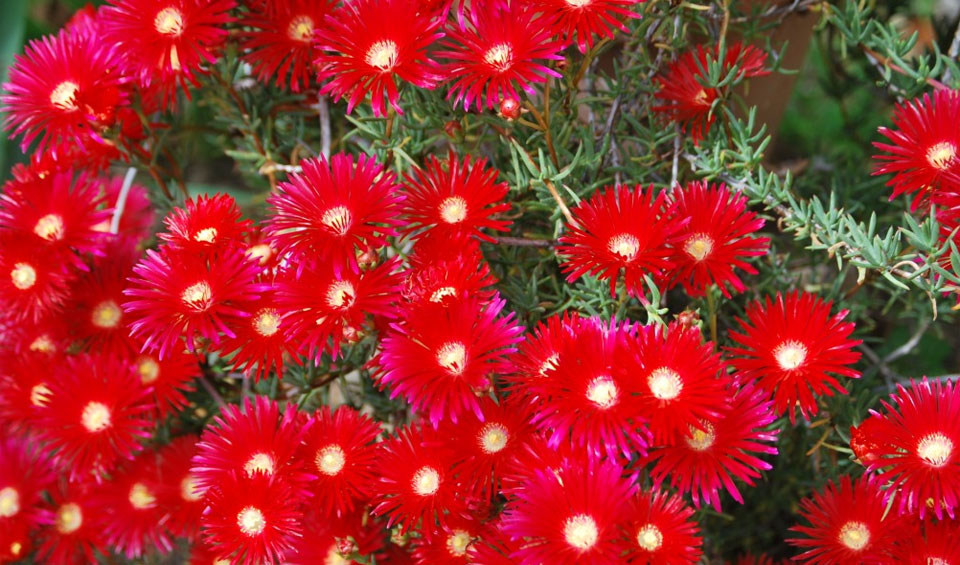 Lampranthus floración roja