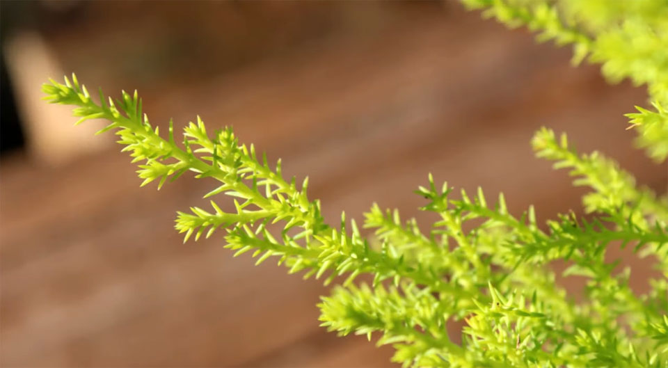 Cupressus macrocarpa Goldcrest