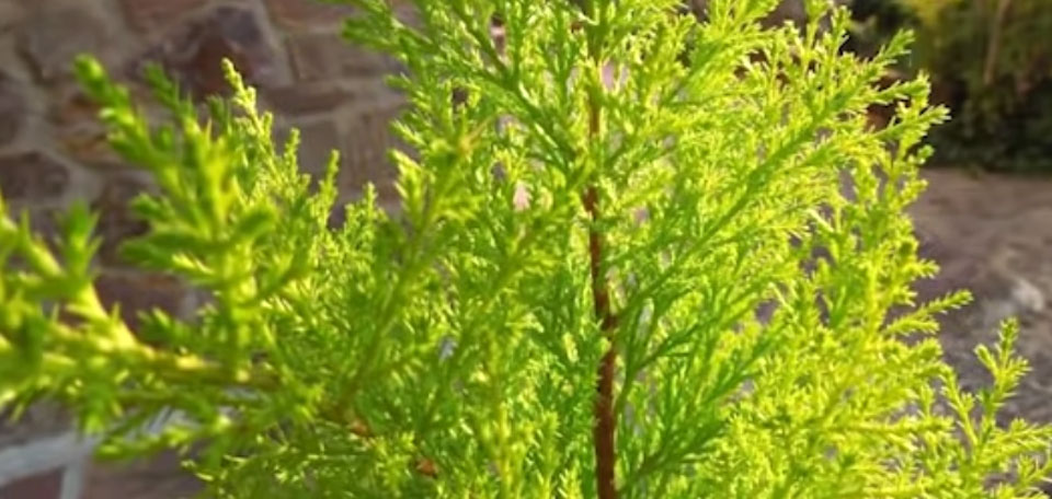 Cupressus macrocarpa Goldcrest