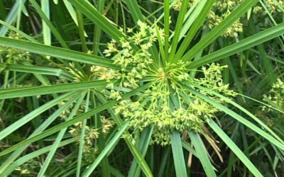 Cyperus alternifolius