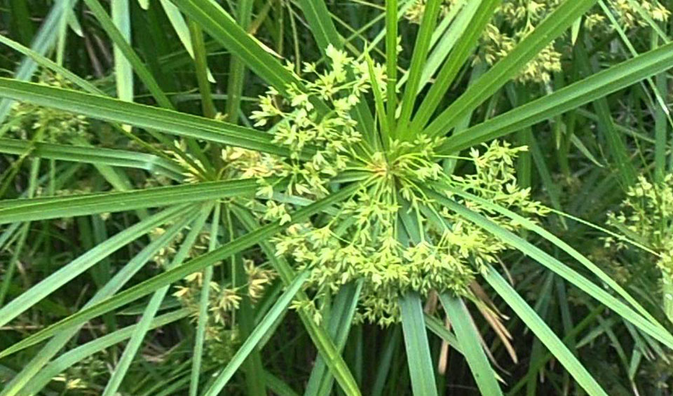 Cyperus alternifolius en flor
