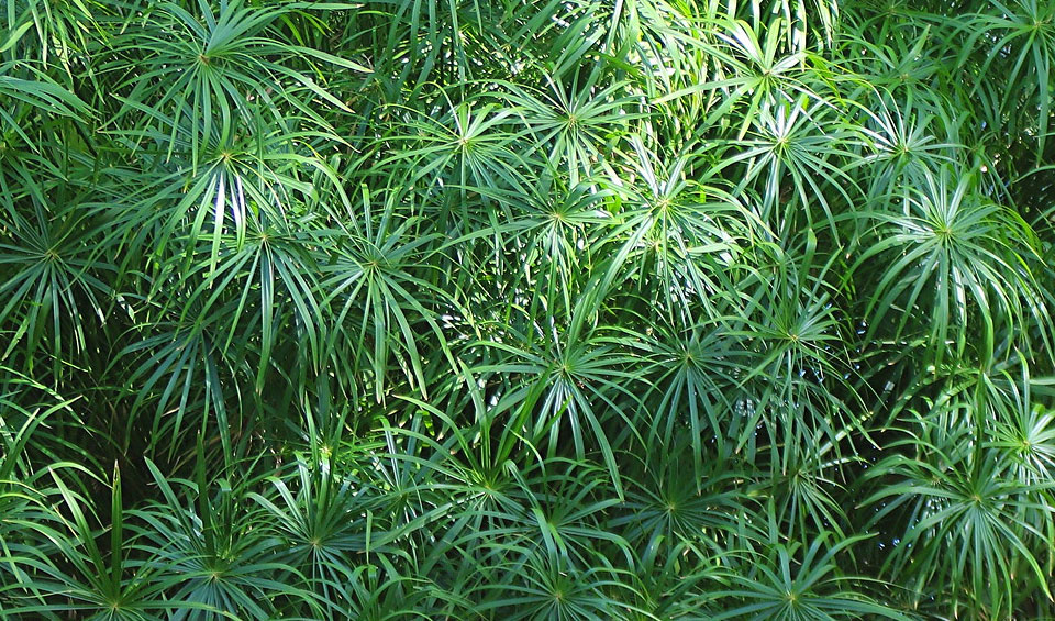 Cyperus alternifolius en jardín
