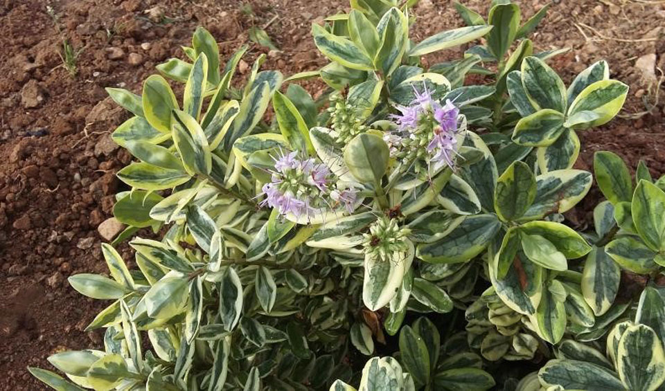 Hebe andersonii variegata