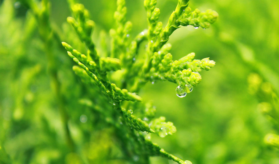 Follaje Cupressus macrocarpa después de la lluvia