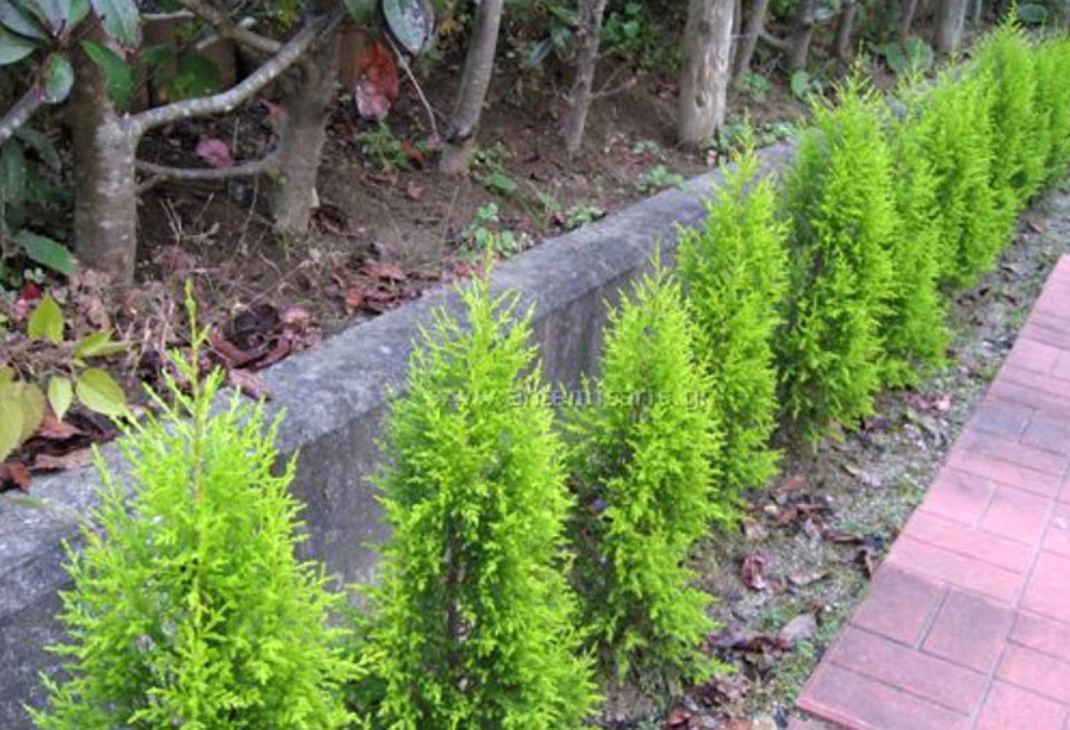 Seto de Cupressus macrocarpa