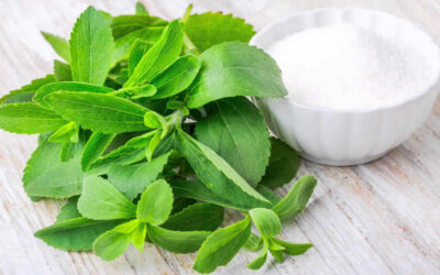 Stevia rebaudiana