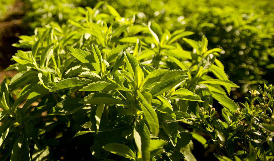 Stevia rebaudiana, en campo