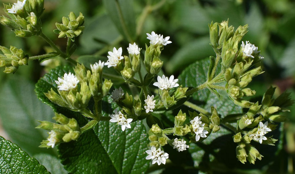 Flores de Stevia rebaudiana