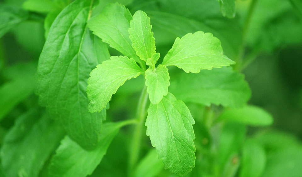 Hojas de Stevia rebaudiana