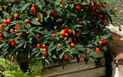 Solanum pseudocapsicum