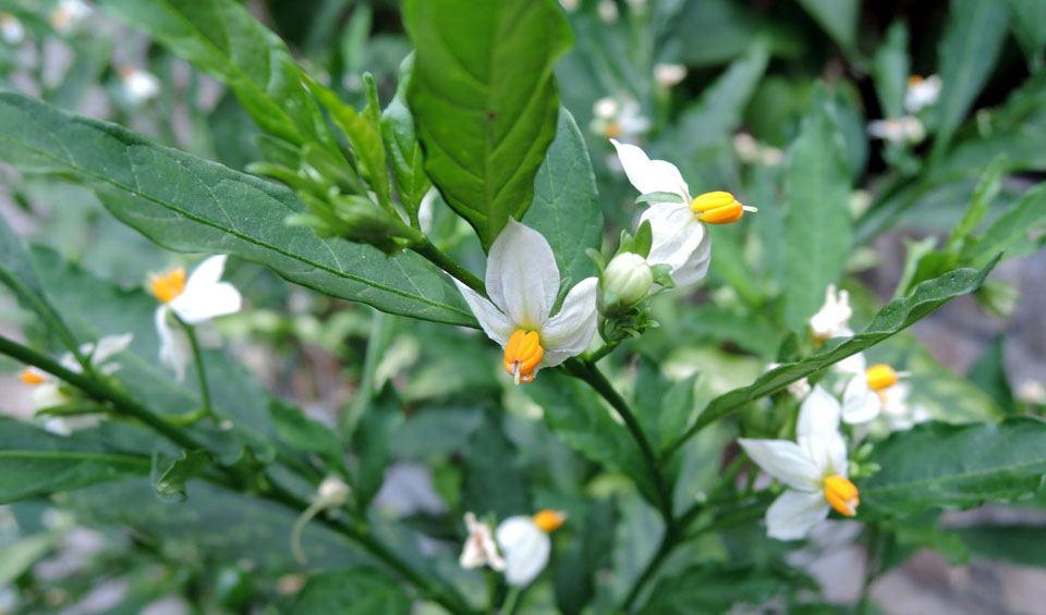 Solanum pseudocapsicum en flor