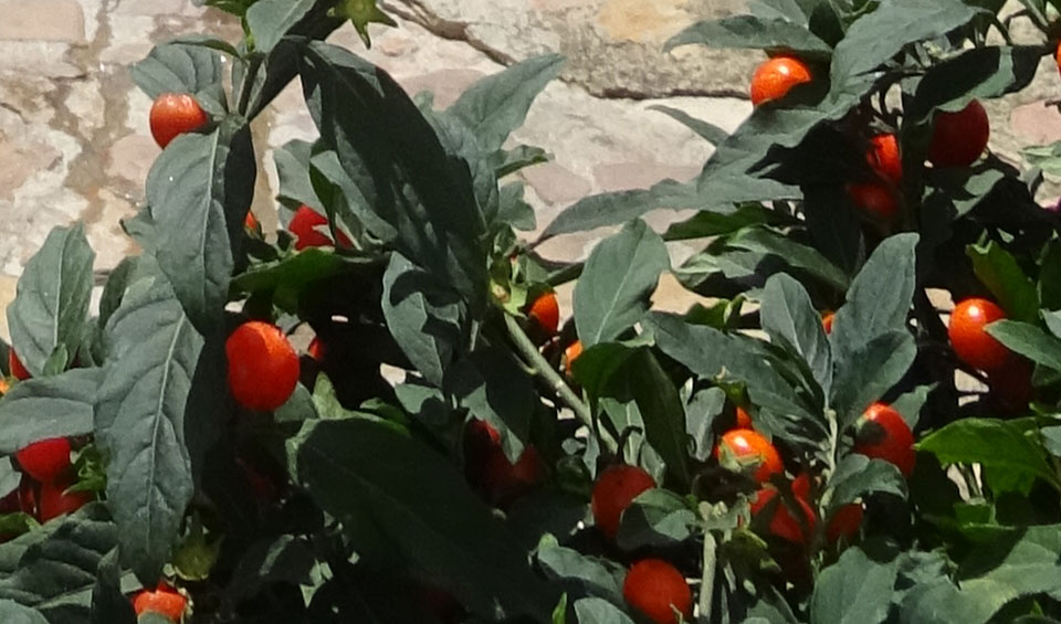 Solanum pseudocapsicum, frutos