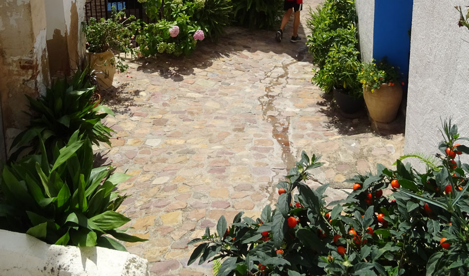 Solanum pseudocapsicum en patio