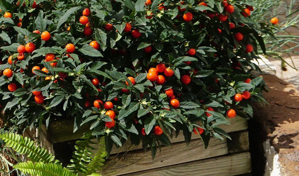 Solanum pseudocapsicum