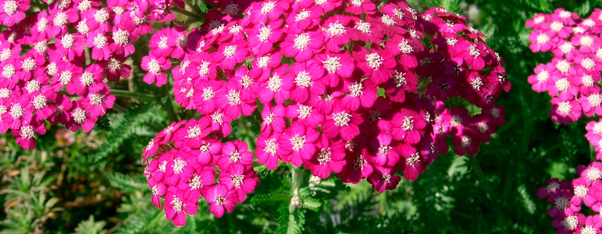 Achillea millefolium