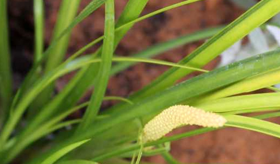 Acorus gramineus. inflorescencia