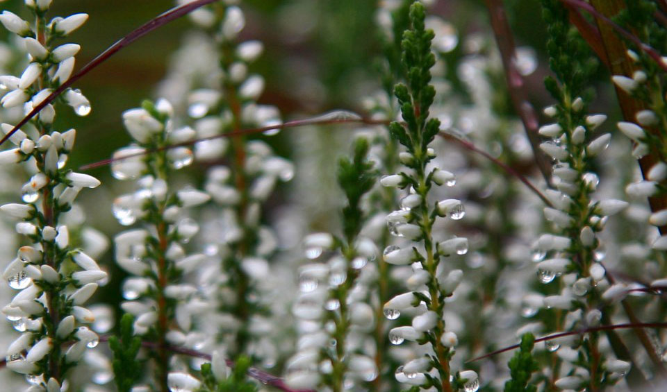 Lluvia sobre Calluna vulgaris de flor blanca