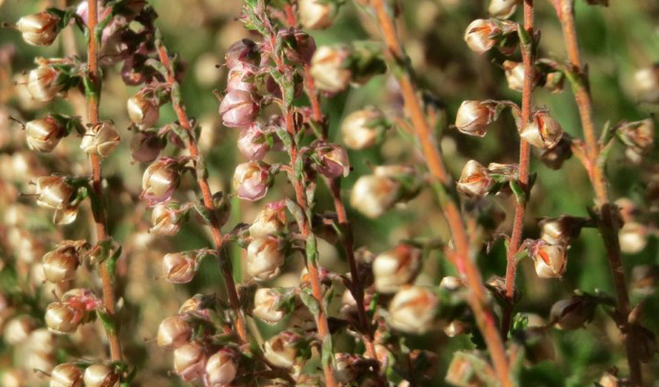 Botones florales de Calluna vulgaris