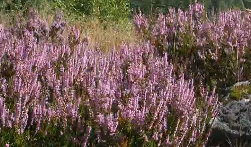 Calluna vulgaris en su habitat natural