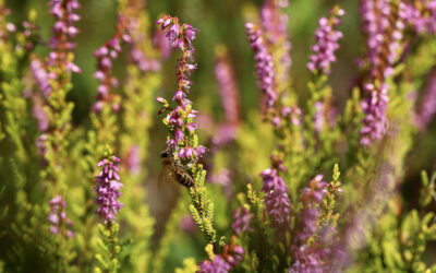 Calluna vulgaris