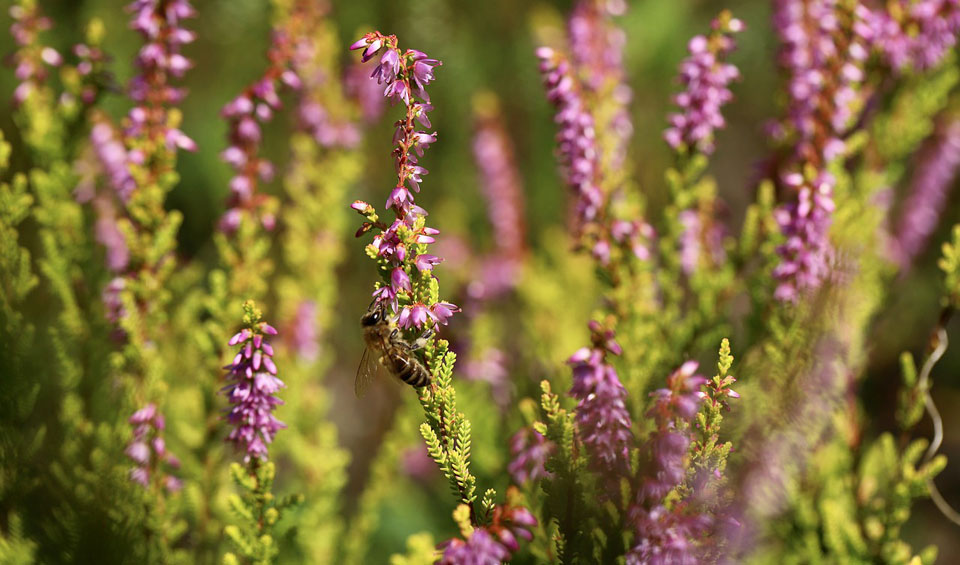 Calluna vulgaris