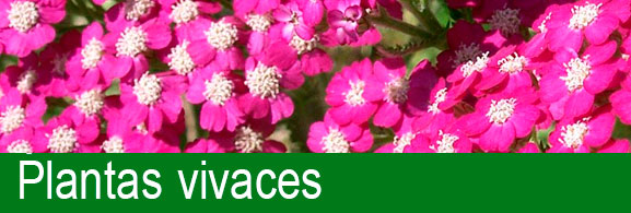 Plantas vivaces Maqu