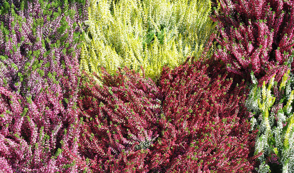 Variedades de Calluna vulgaris