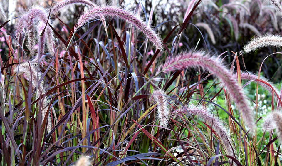 Pennisetum