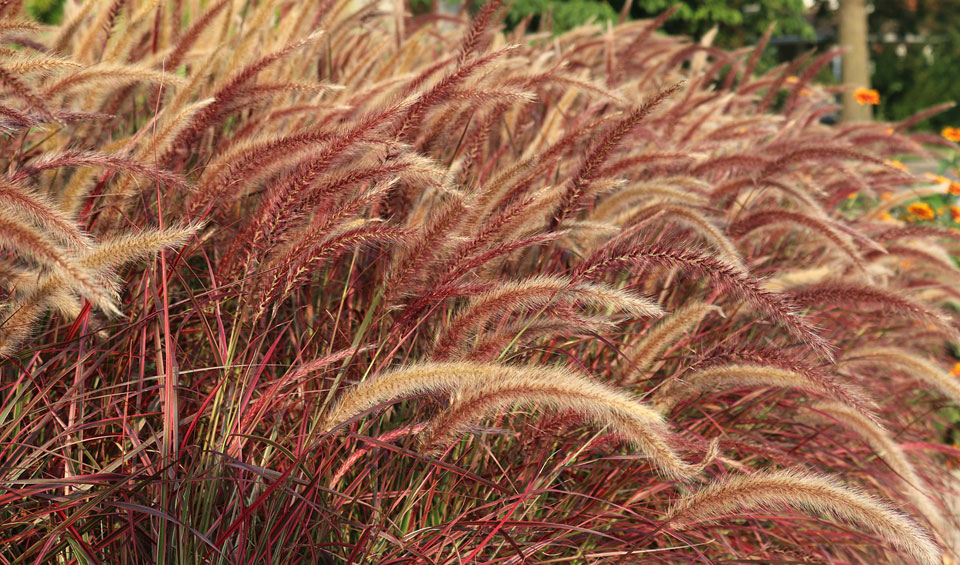 Pennisetum