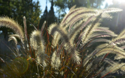 Pennisetum