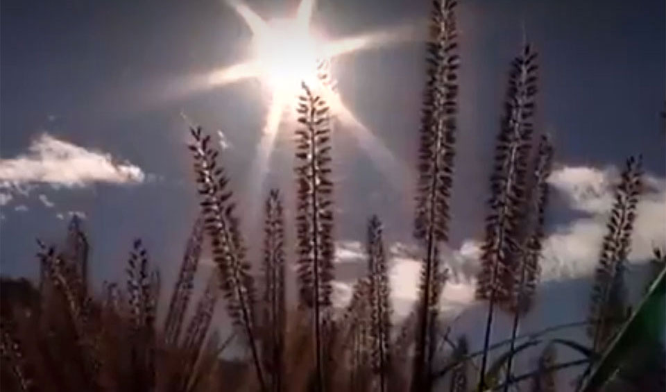 Pennisetum alopecuroides