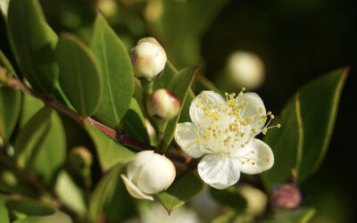 Myrtus communis