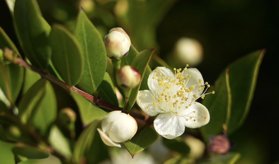 Myrtus communis, flor