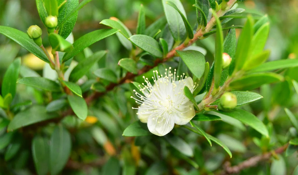 Myrtus communis, flor blanca