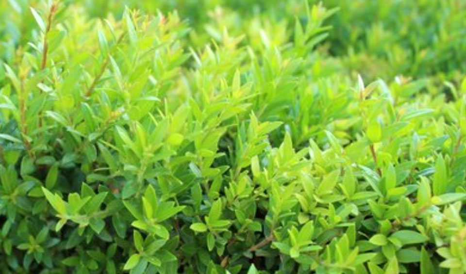 Myrtus communis en seto