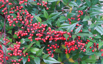 Nandina domestica