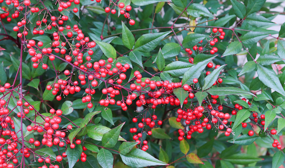 Nandina doméstica en seto